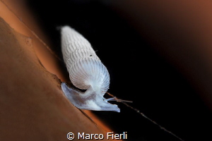 Snail at Work

this 3mm Snail threads a wire from one s... by Marco Fierli 